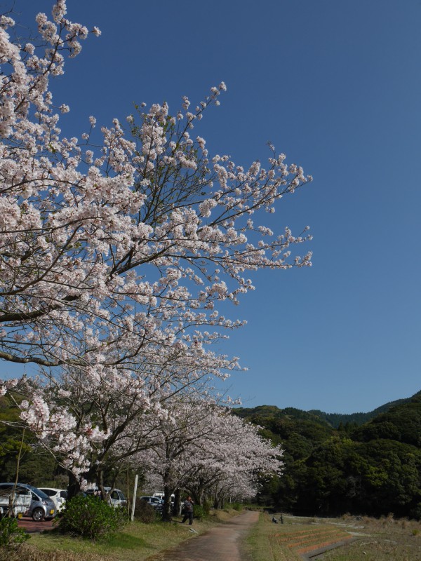 イペーの木植樹祭を開催しました わたしたちと高隈